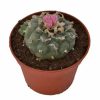 Lophophora Decipiens Peyote zum Online-Verkauf in Deutschland