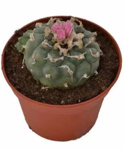 Lophophora Decipiens Peyote zum Online-Verkauf in Deutschland