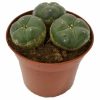Peyote Cactus 3 Heads zum Online-Verkauf in Deutschland
