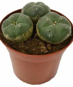 Peyote Cactus 3 Heads zum Online-Verkauf in Deutschland