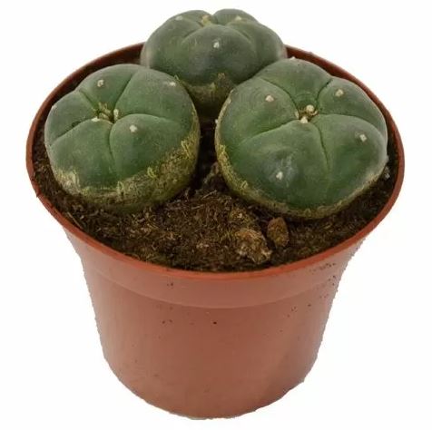 Peyote Cactus 3 Heads Peyote Cactus 3 Heads zum Online-Verkauf in Deutschland