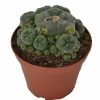 Peyote Cluster Lophophora Williamsii zum Online-Verkauf in Deutschland