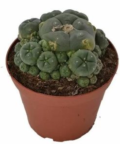 Peyote Cluster Lophophora Williamsii zum Online-Verkauf in Deutschland