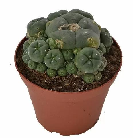 Peyote Cluster – Lophophora Williamsii Peyote Cluster Lophophora Williamsii zum Online-Verkauf in Deutschland