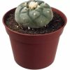 Peyote Lophophora Williamsii zu verkaufen in Deutschland