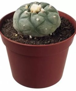 Peyote Lophophora Williamsii zu verkaufen in Deutschland