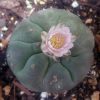 Peyote Seeds zum Online-Verkauf in Deutschland