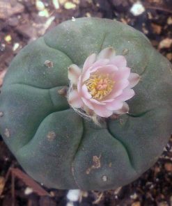 Peyote Seeds zum Online-Verkauf in Deutschland