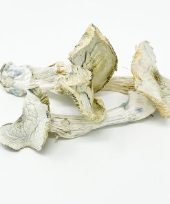 Albino A+ Mushroom zum Verkauf in Deutschland