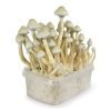 Albino A+ Mushroom Grow kit Albino A+ Mushroom Grow kit zum Online-Verkauf in Deutschland