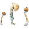 Kaufen Sie den Albino Penis Envy Mushroom in Deutschland