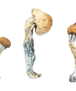 Kaufen Sie den Albino Penis Envy Mushroom in Deutschland