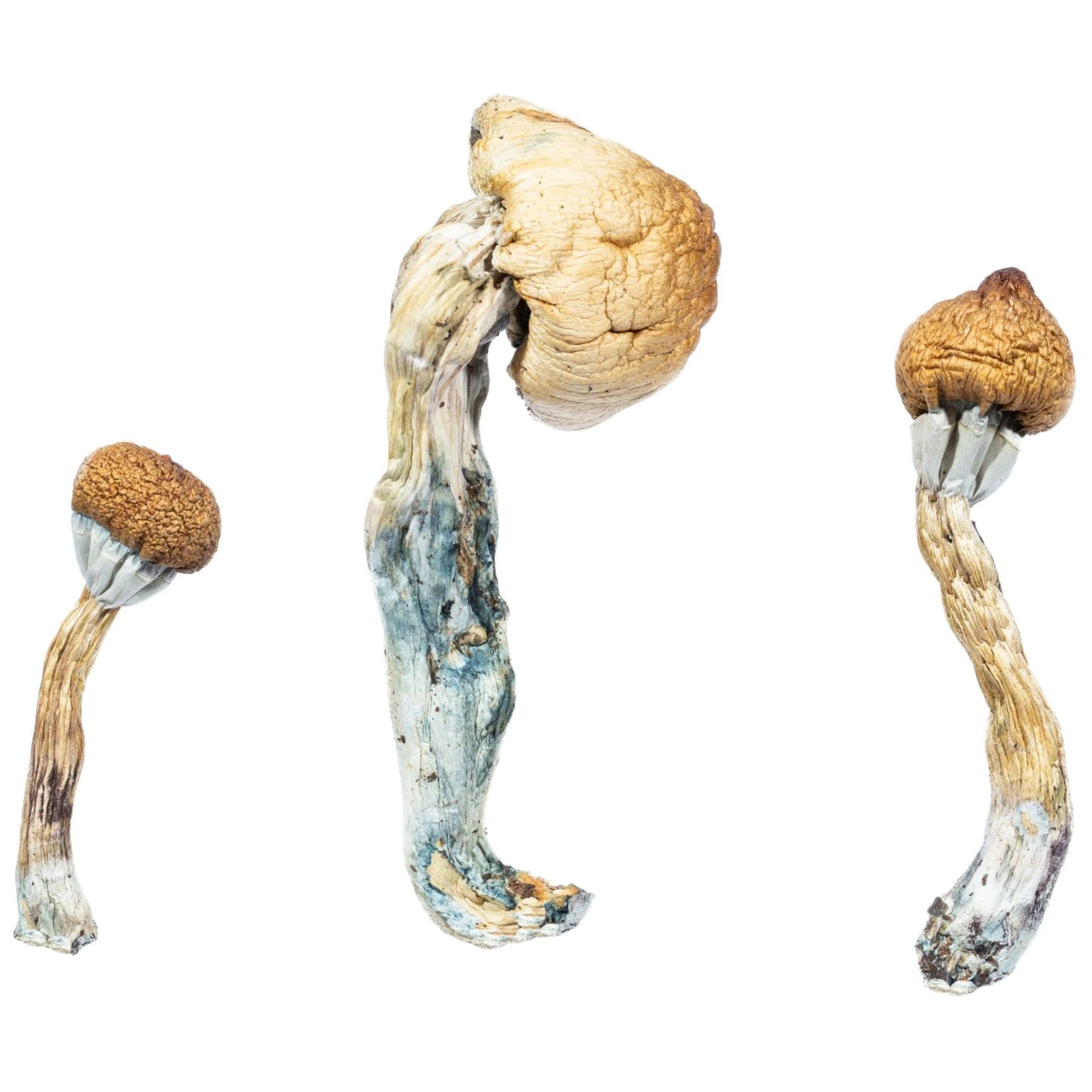 Albino Penis Envy Mushroom Kaufen Sie den Albino Penis Envy Mushroom in Deutschland