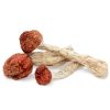 Amazonian Mushroom zum Verkauf in Deutschland