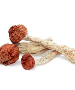 Amazonian Mushroom zum Verkauf in Deutschland
