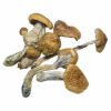 B+ Mushroom B+ Mushroom online in Deutschland zu verkaufen