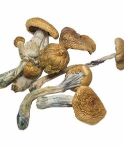 B+ Mushroom online in Deutschland zu verkaufen