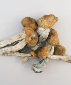 Big Mex Mushroom in Deutschland kaufen