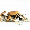 Brazilian Mushroom zum Verkauf in Deutschland