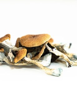 Brazilian Mushroom zum Verkauf in Deutschland