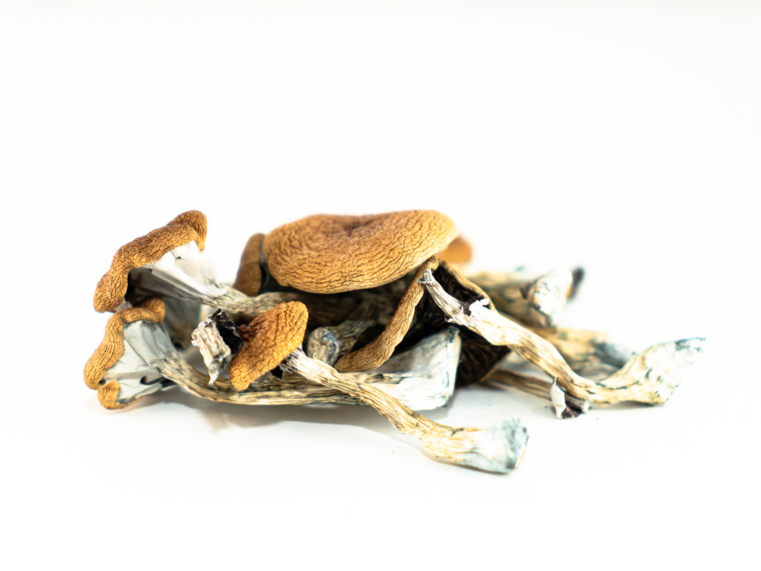 Brazilian Mushroom Brazilian Mushroom zum Verkauf in Deutschland