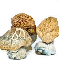 Kaufen Sie Burmese Mushroom online in Deutschland