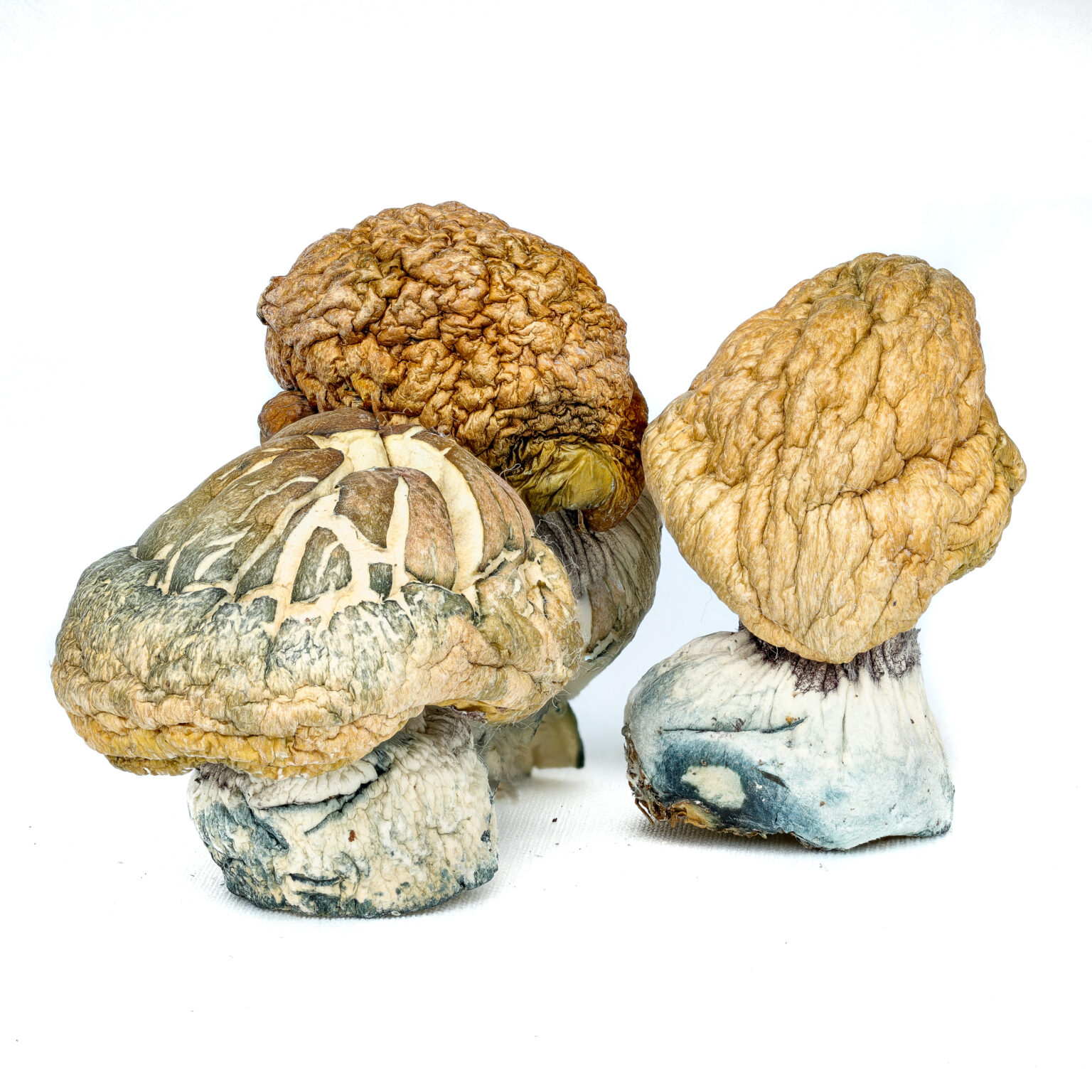 Burmese Mushroom Kaufen Sie Burmese Mushroom online in Deutschland