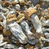 Ecuadorian Mushroom online in Deutschland zu verkaufen