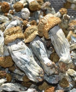 Ecuadorian Mushroom online in Deutschland zu verkaufen