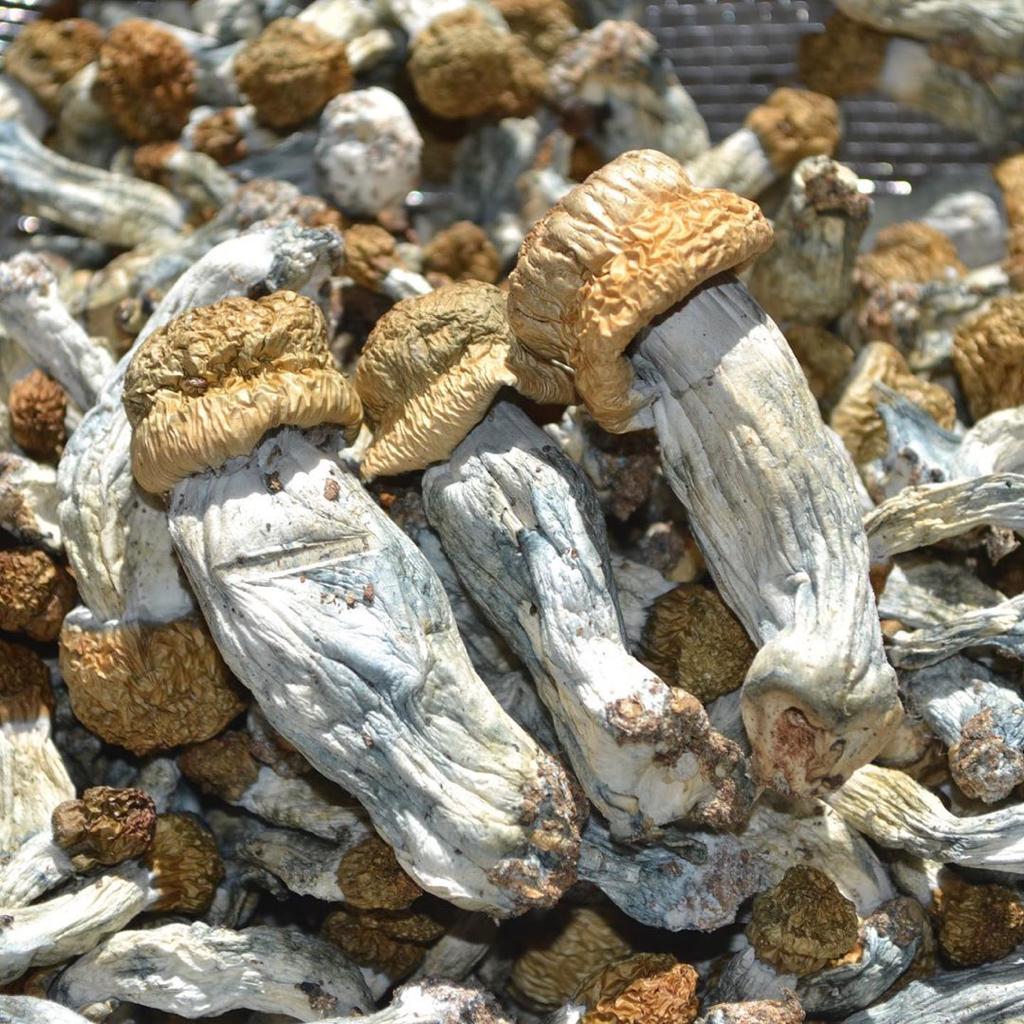 Ecuador-Magic-Mushroom Ecuadorian Mushroom online in Deutschland zu verkaufen