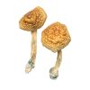 Golden Mammoth Mushroom zu verkaufen in Deutschland