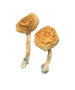 Golden Mammoth Mushroom zu verkaufen in Deutschland