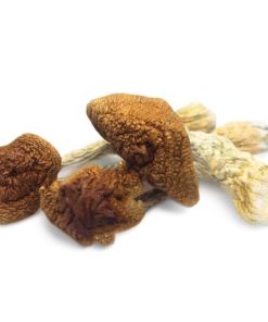 Golden Teacher Mushrooms zu verkaufen in Deutschland