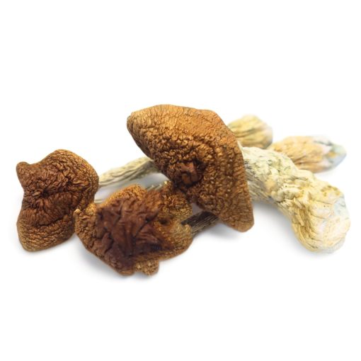Golden Teacher Magic Mushrooms Golden Teacher Mushrooms zu verkaufen in Deutschland