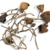 Liberty Caps Mushroom Liberty Caps Mushroom online in Deutschland kaufen
