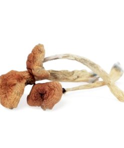 Kaufen Sie Malabar Mushroom online in Deutschland