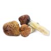 Mazatapec Mushroom Mazatapec Mushroom zum Verkauf in Deutschland