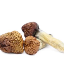 Mazatapec Mushroom zum Verkauf in Deutschland