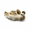 Melmac Mushroom zu verkaufen in Deutschland