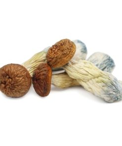 Penis Envy Mushroom online in Deutschland zu verkaufen