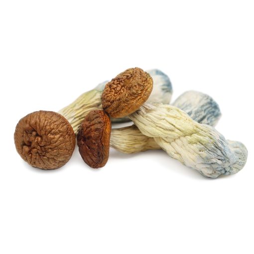 Penis Envy Mushroom Penis Envy Mushroom online in Deutschland zu verkaufen