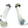 Psilocybe Azurescens Mushroom zum Verkauf online Deutschland