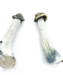 Psilocybe Azurescens Mushroom zum Verkauf online Deutschland