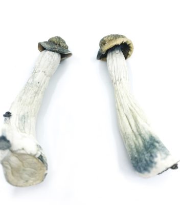 Psilocybe Azurescens Mushroom zum Verkauf online Deutschland