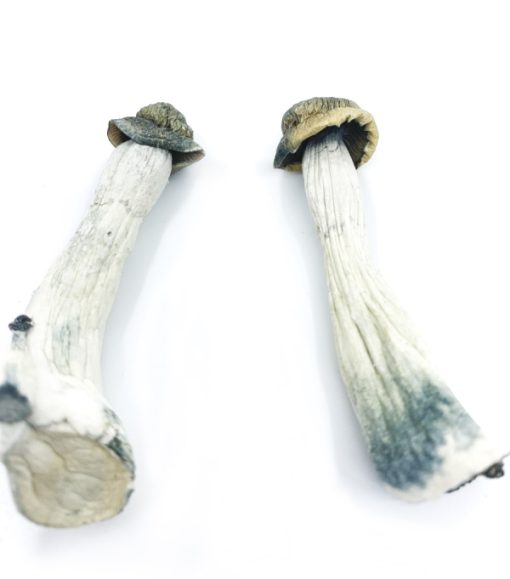 Psilocybe Azurescens Mushroom zum Verkauf online Deutschland