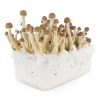 Mexican Mushroom Grow Kit Mexican Mushroom Grow Kit zum Online-Verkauf in Deutschland