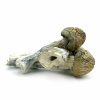 Thrasher Mushroom zum Verkauf in Deutschland