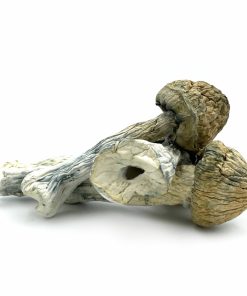 Thrasher Mushroom zum Verkauf in Deutschland
