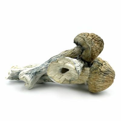 Thrasher Mushroom zum Verkauf in Deutschland