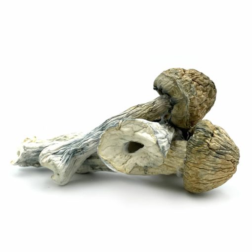 Thrasher Mushroom zum Verkauf in Deutschland